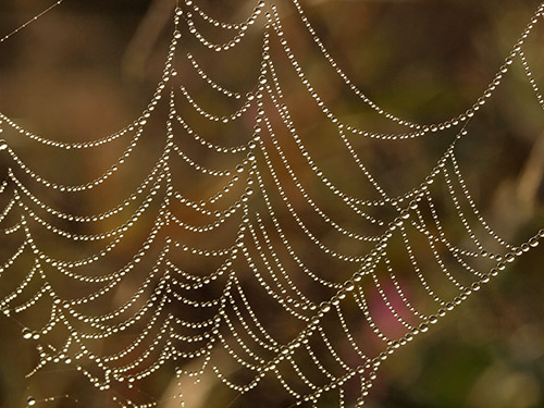 Fine-Art-Photo 3, Dew in a Spider Web
